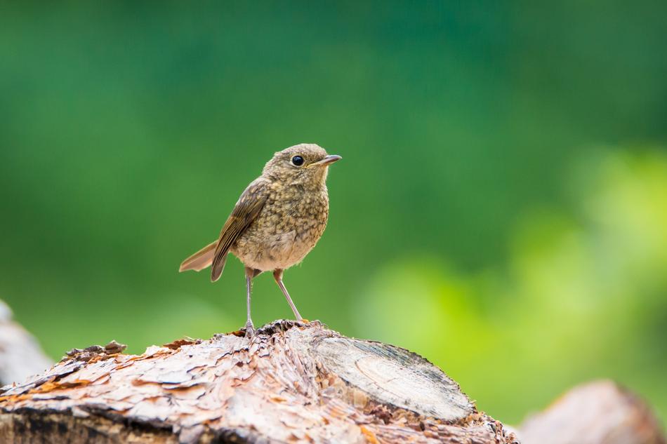 Robin Young Bird Small