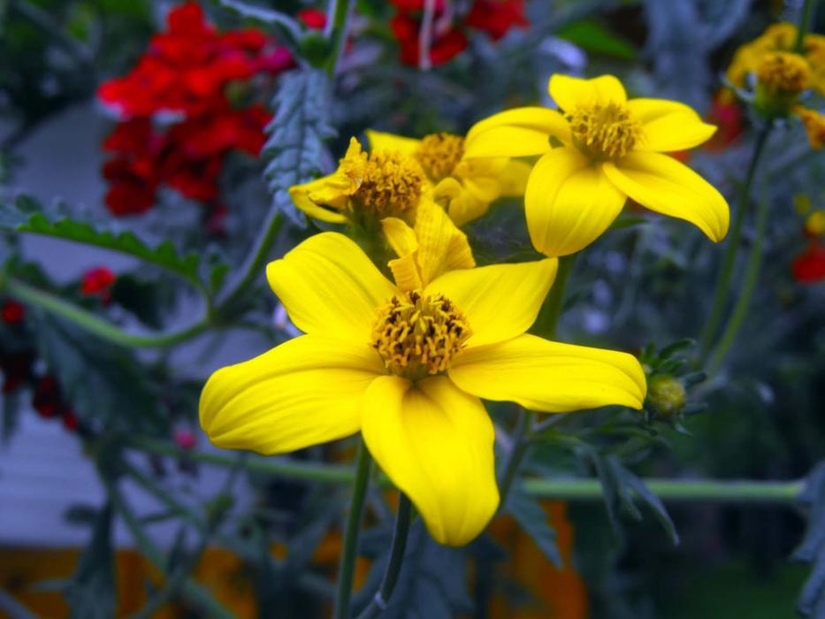 Flowers Geraniums Yellow