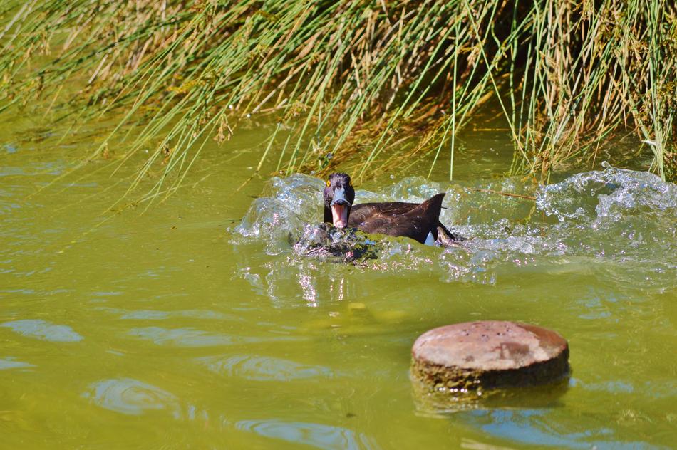 Water Bird Mallard