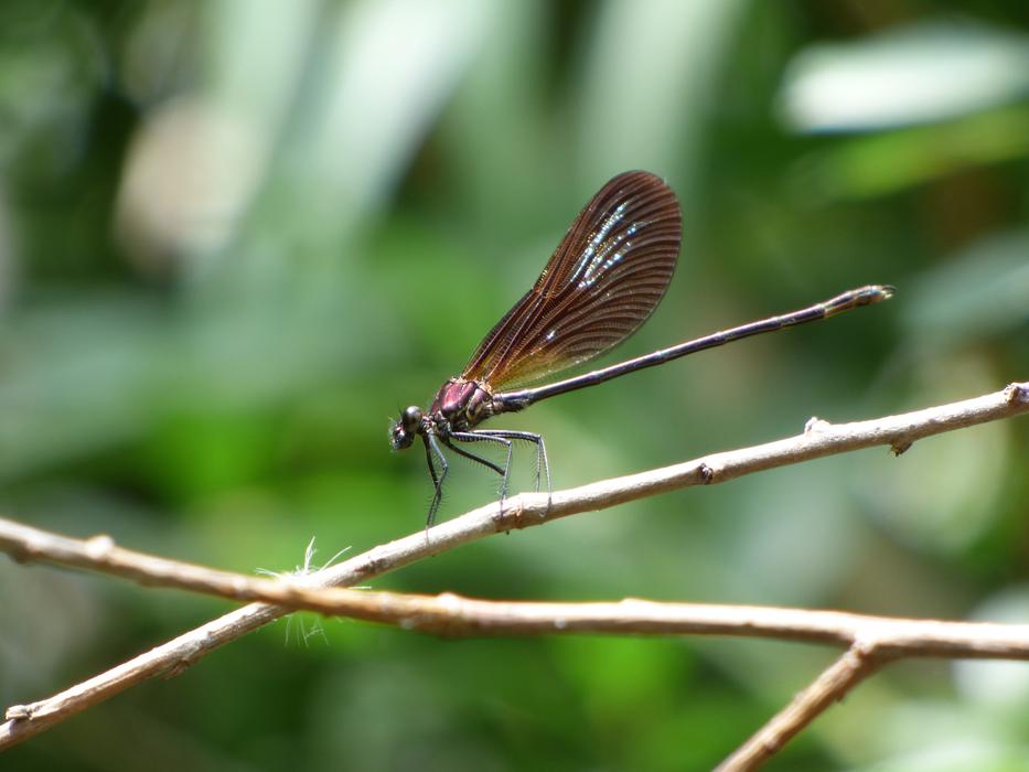 Dragonfly Damselfly Calopteryx virgo