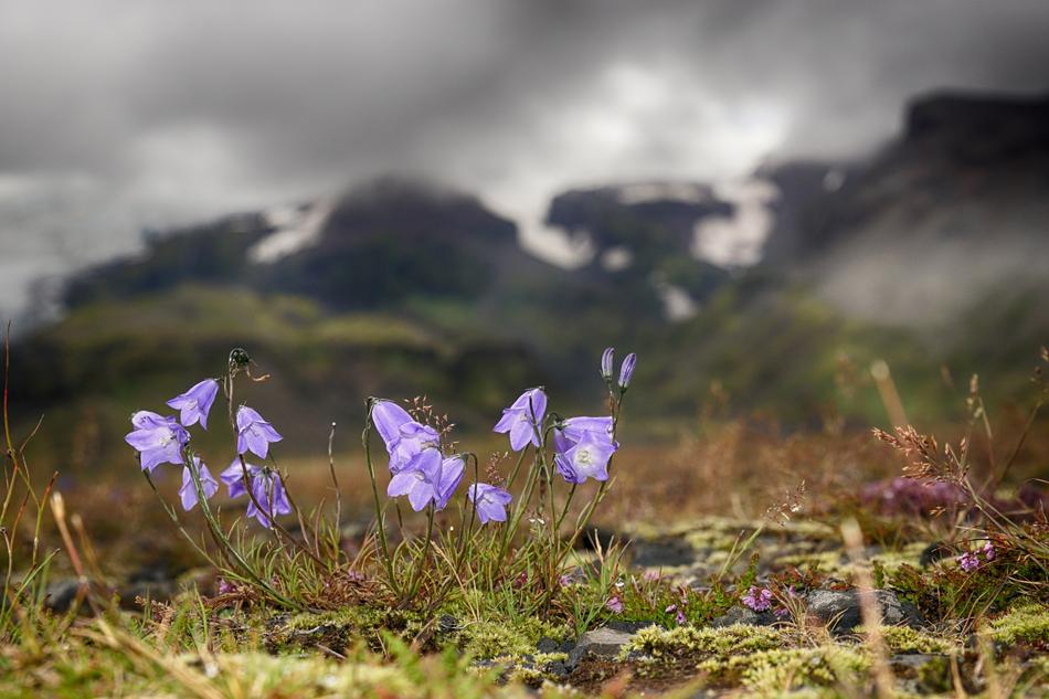 Bellflower Shining Glacier
