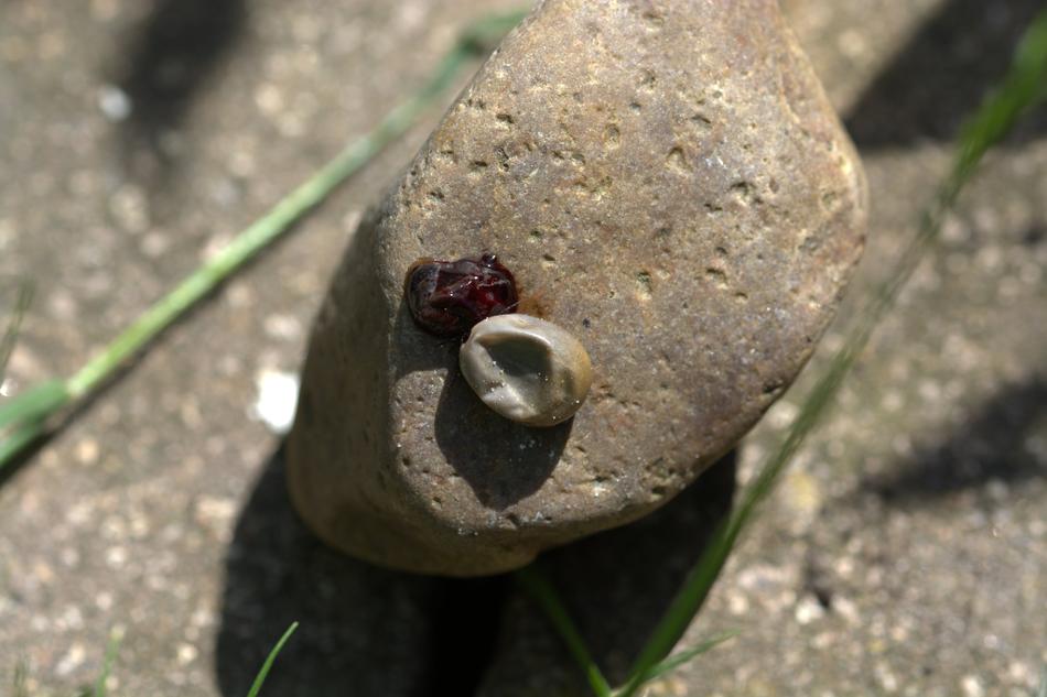 The Dead Tick Crushed Wood
