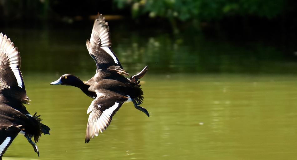 Tufted Duck Ducks Play