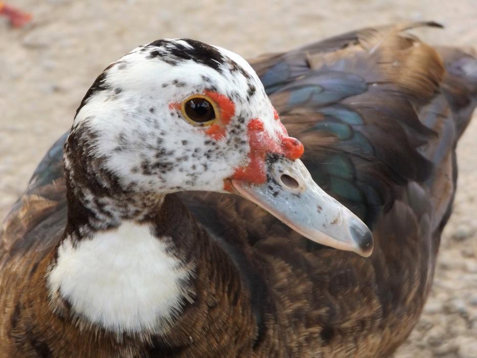 Ducks In The