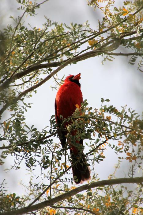 Cardinal Redbird Wildlife