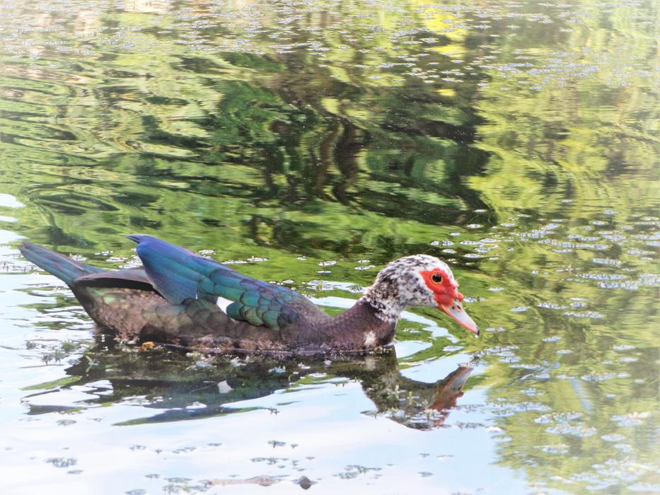 Duck Of Walk