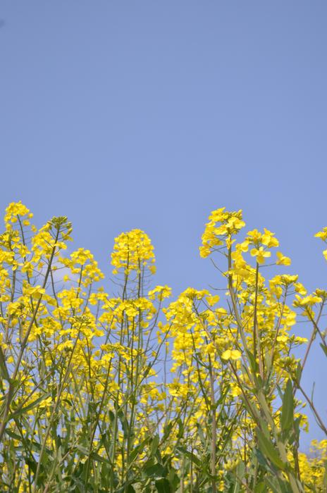 Rape Blossoms Spring Flowers