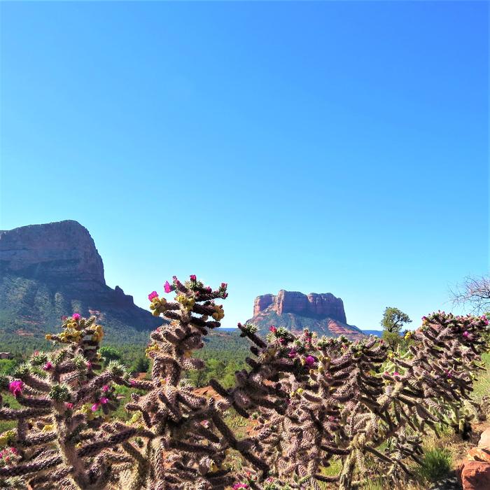 Cactus Flowers Sedona