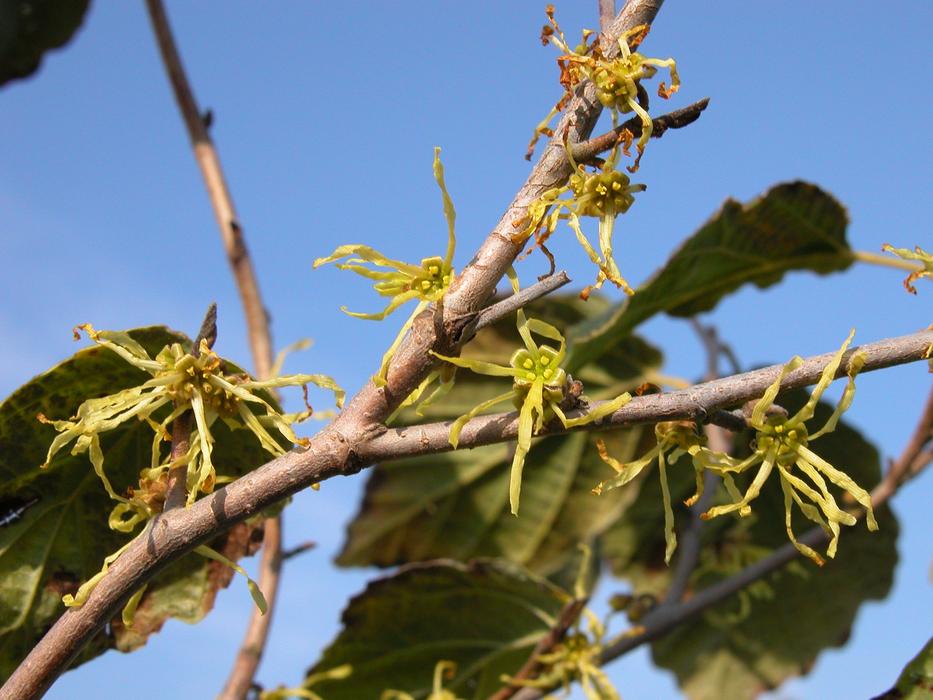 Witch Hazel Virginiana Nurseries