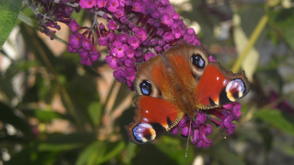 Koningsvlinder Butterfly Bush