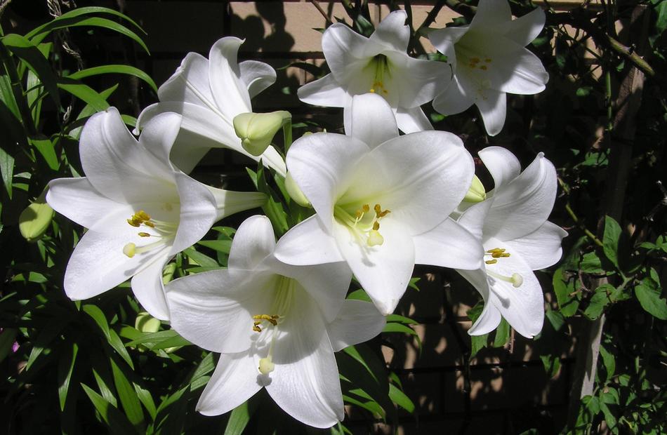 White Summer