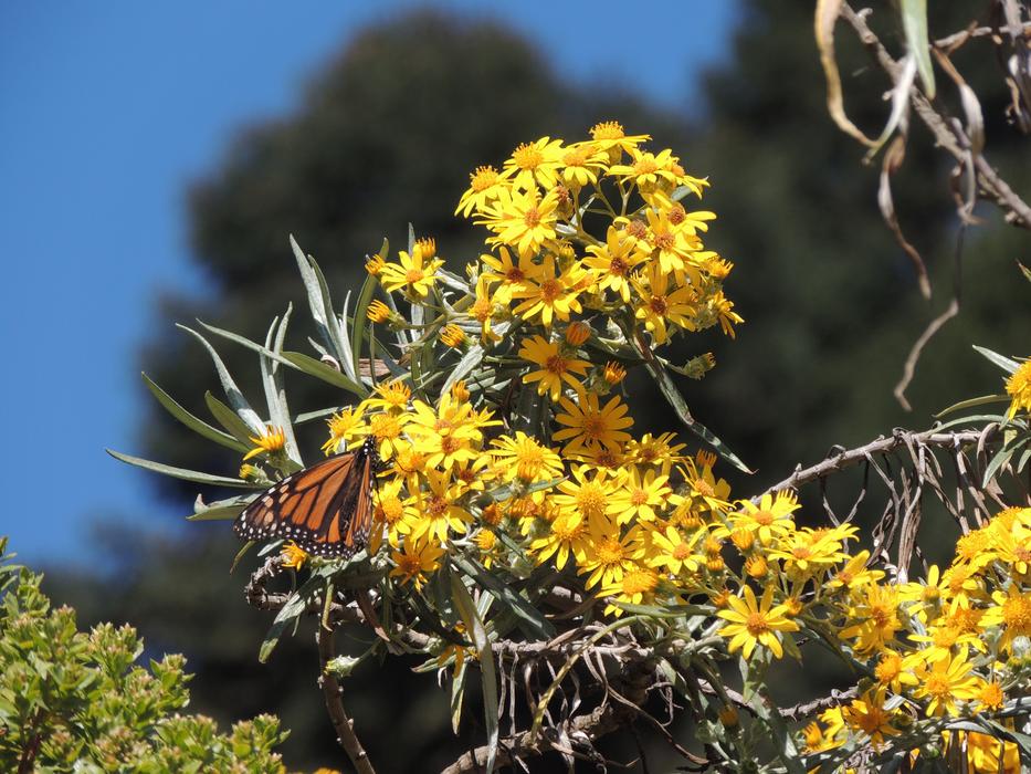 Butterfly Monarch