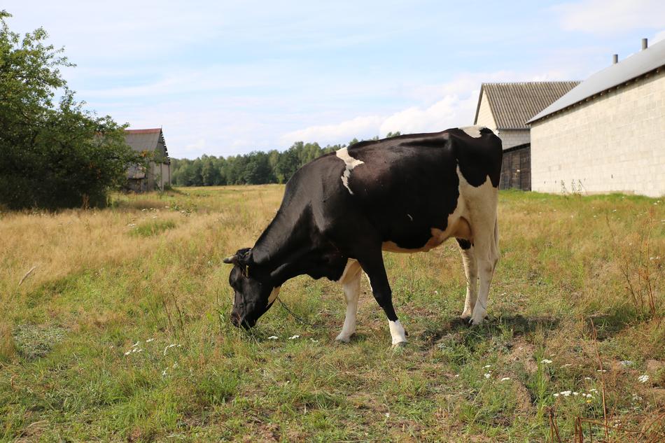 dairy cow grazing in the village
