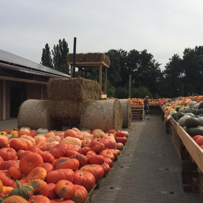 Pumpkin Autumn Time