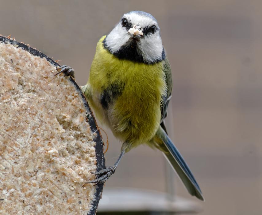 Garden Bird Watchful