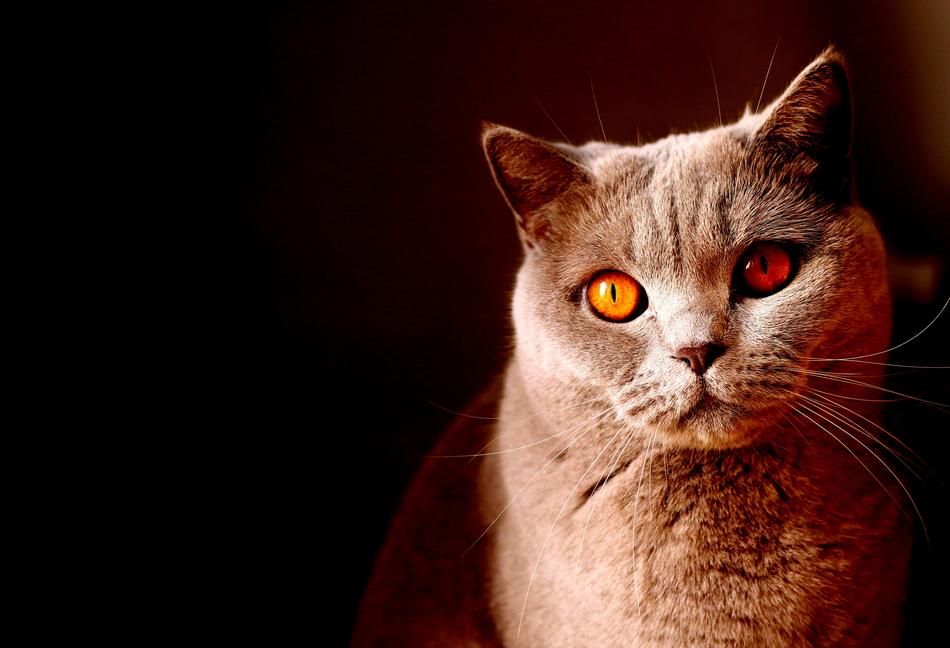 Cat Pretty Pet Animal
