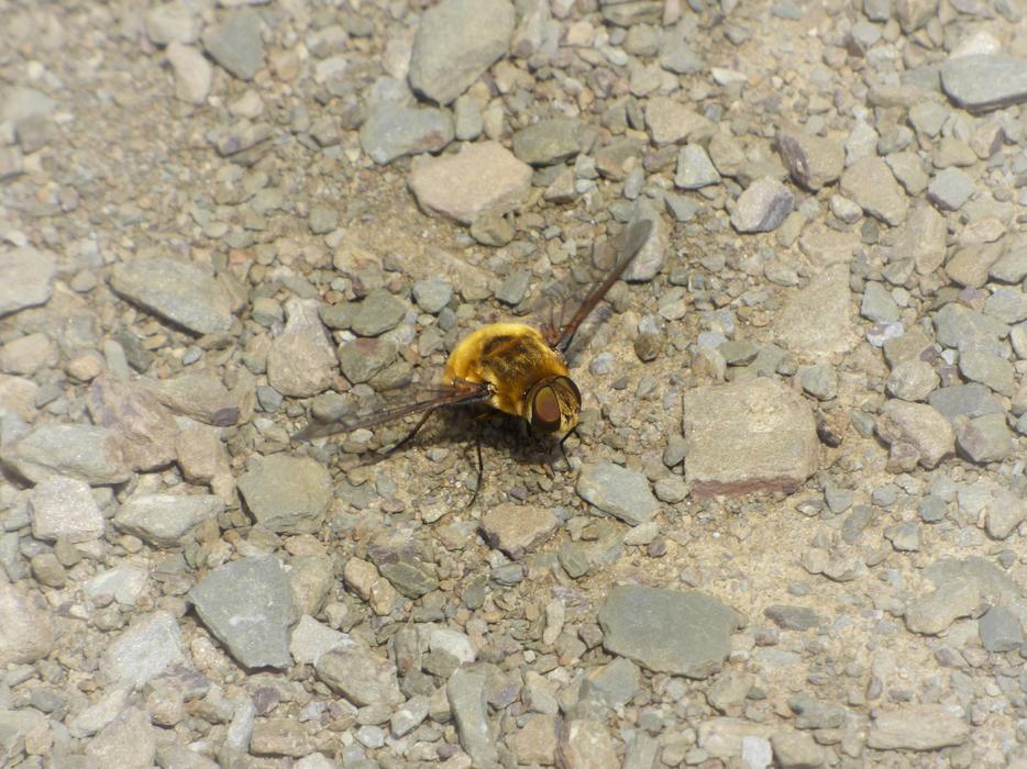 Drone Bombus Yellow