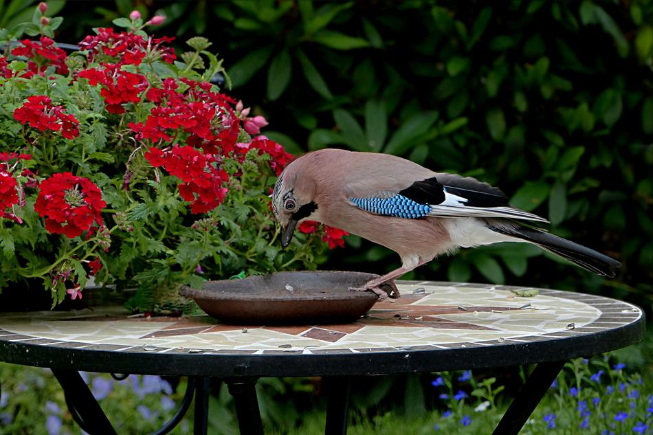 Bird Jay Garrulus red flowers