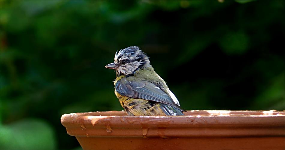 Bird Tit Blue on a blurred background