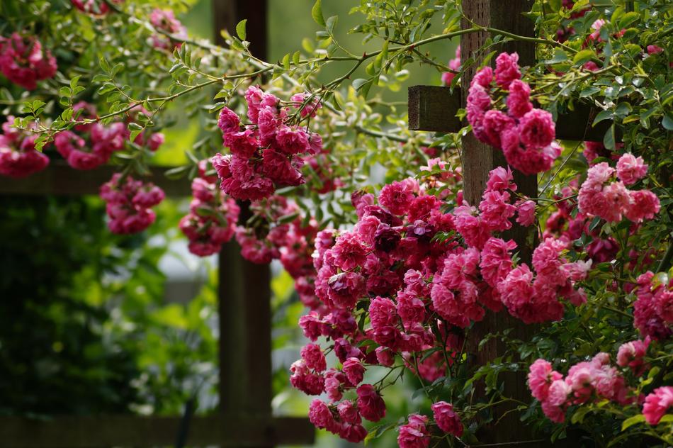 pink flowers on bushes in trees