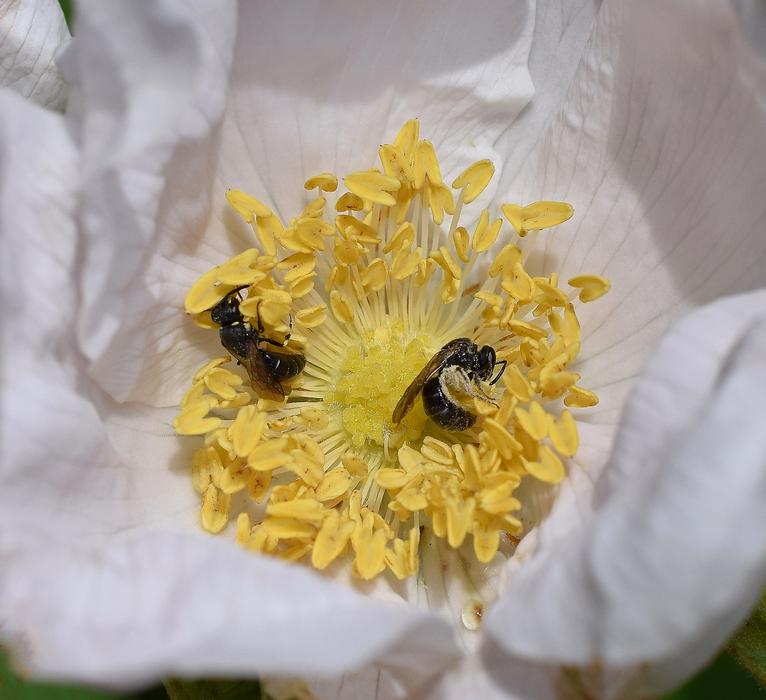 Wasps In Rose Wasp Scolia