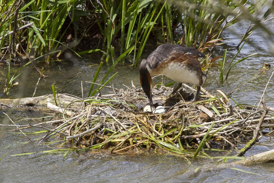 Brood Care Great Crested Grebe