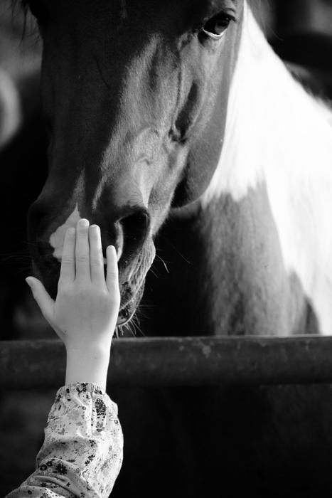 a man strokes a horse