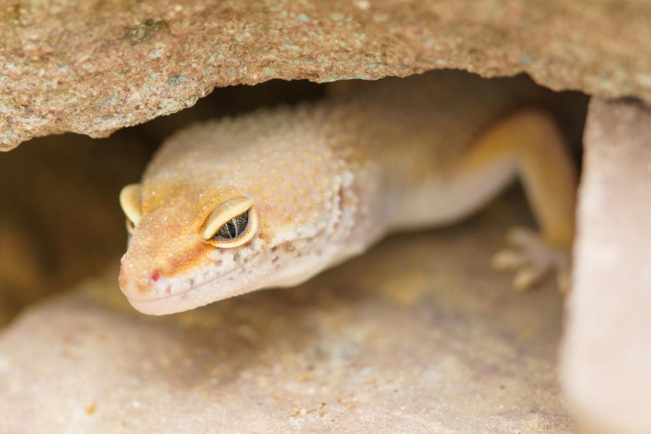Gecko Reptile Cave