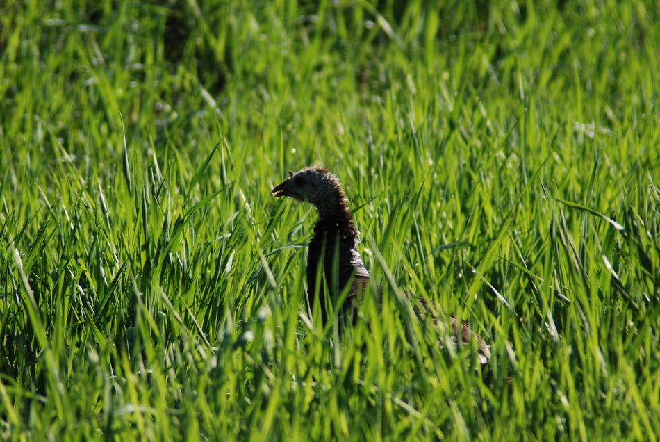 Turkey in Wildlife
