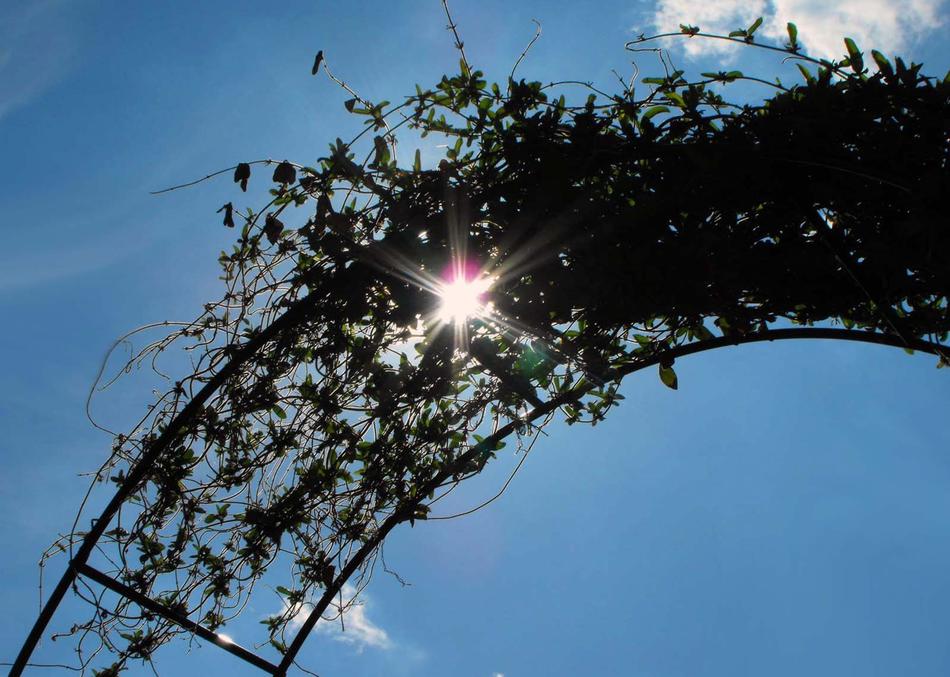 beautiful arch with plants