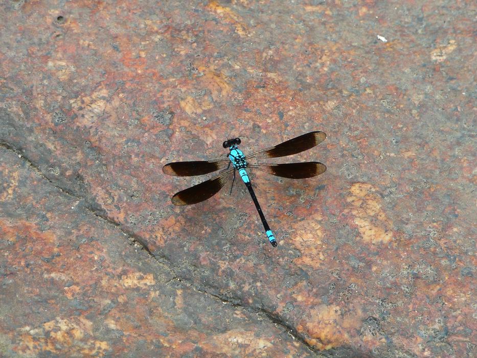 blue dragonfly on the ground