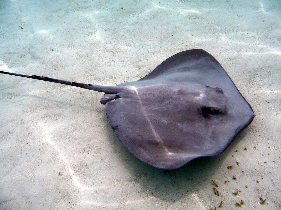 Stingray Tahiti French Polynesia