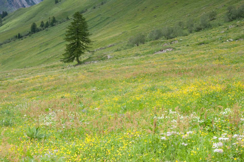 green beautiful field in flowers