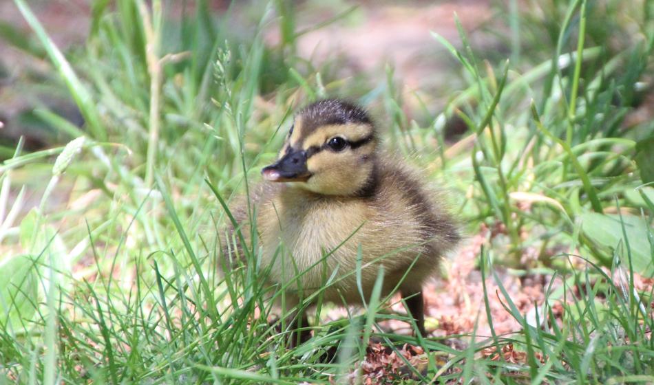 Ducklings Duck Water Bird