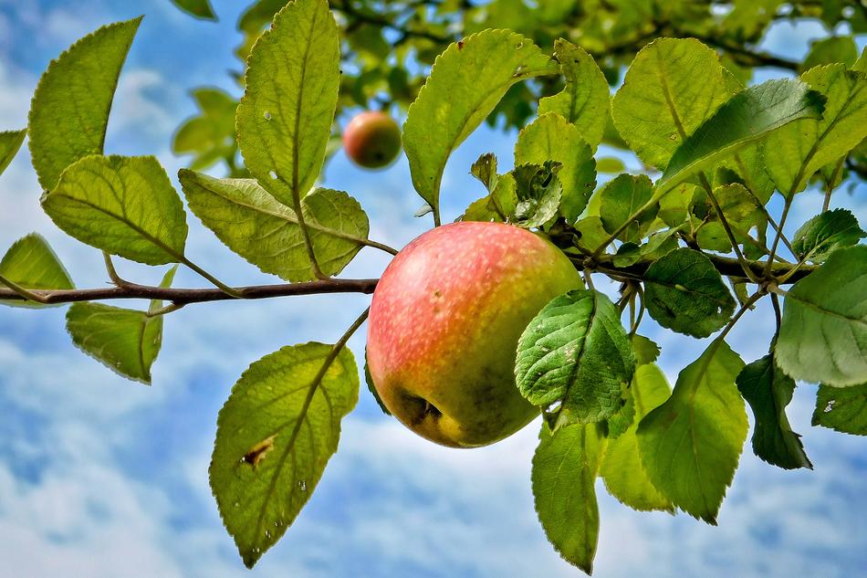 ripe apple on a tree in an orchard