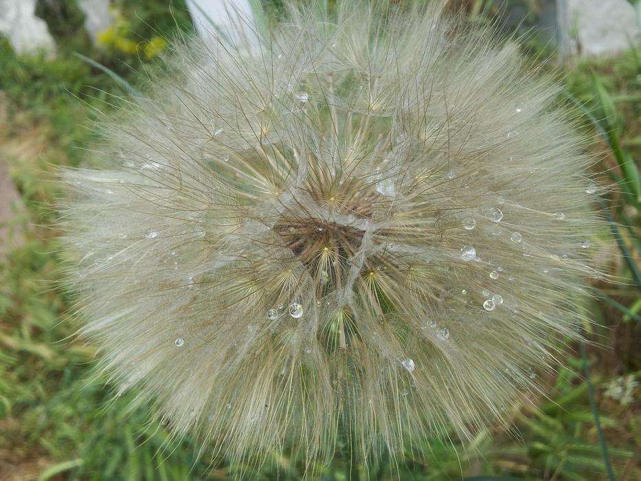 fluffy dandelion in a drop of water
