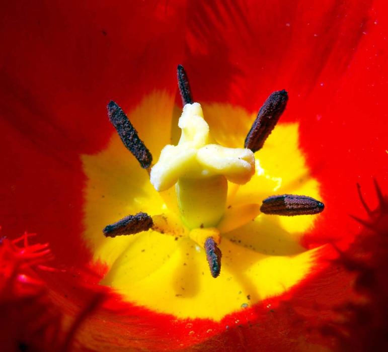 open poppy seedbud