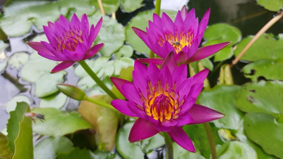 Asian Buddhist Lily