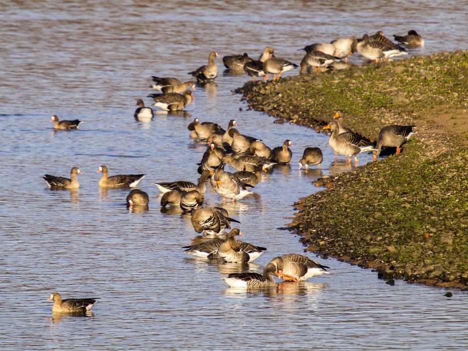 Goose Geese Water Bird