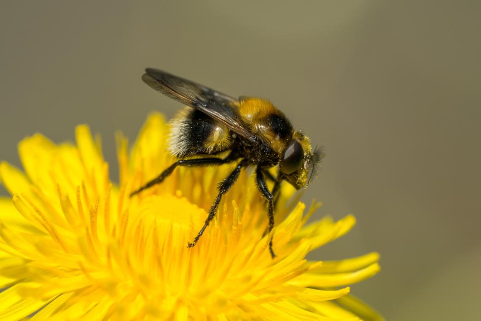 a bee on a yellow flower