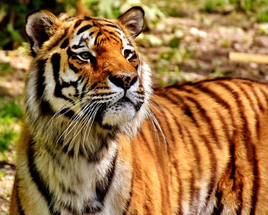 Tiger Predator Fur