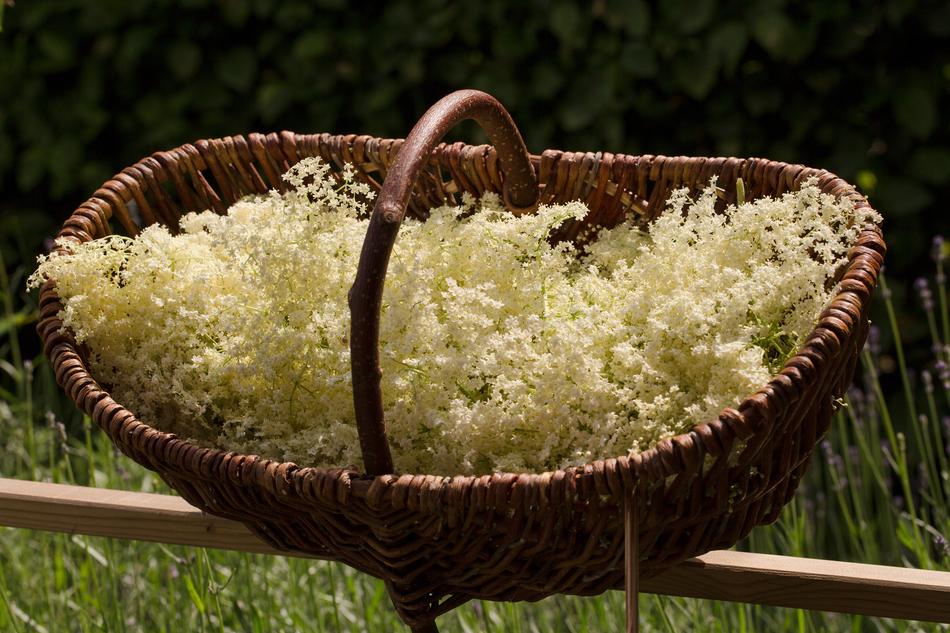 the plants in the basket are beautiful