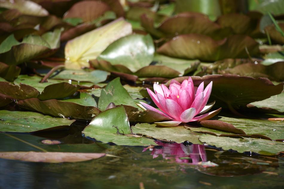 wet pink lotus flower in the pond