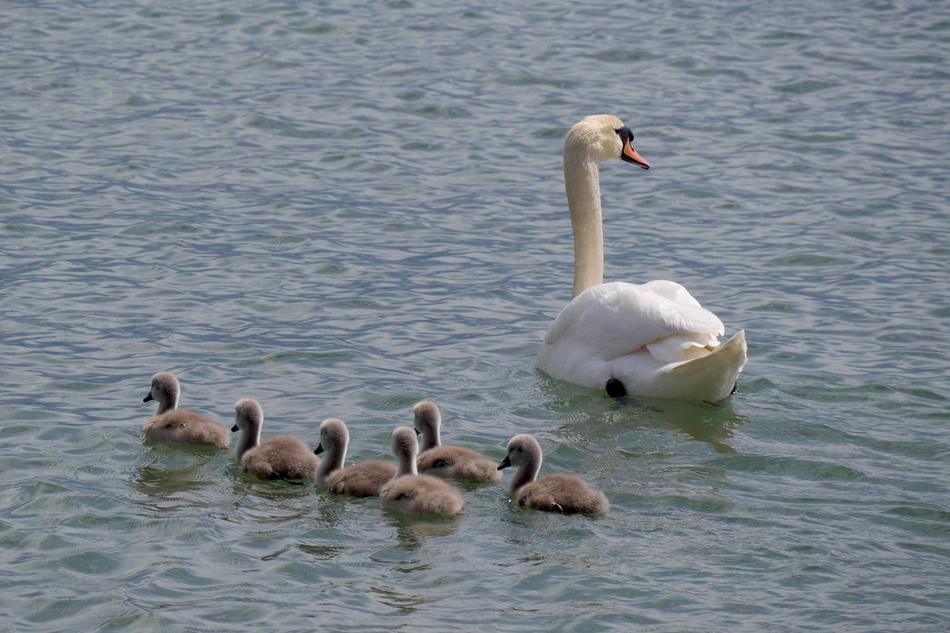 Swan Family Young Swans Lake