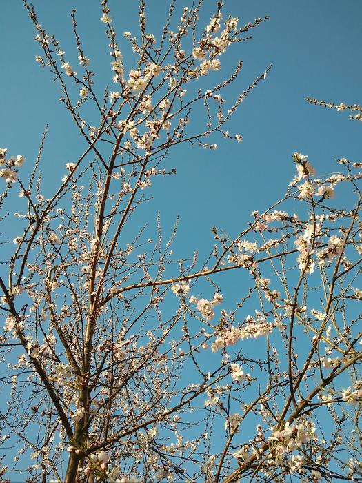 Peach Blossom Tree