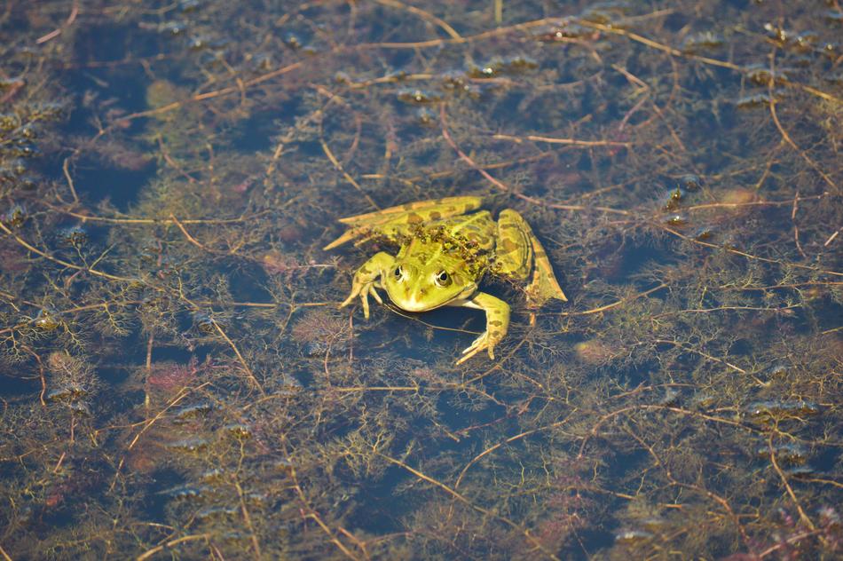 yellow toad in the swamp