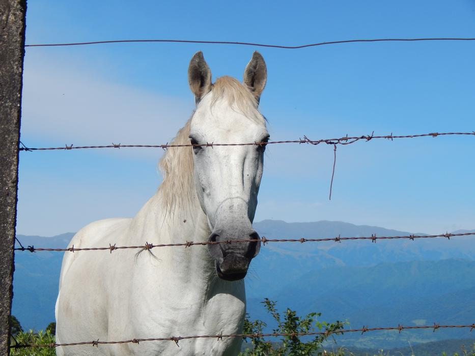 Horse Equine White