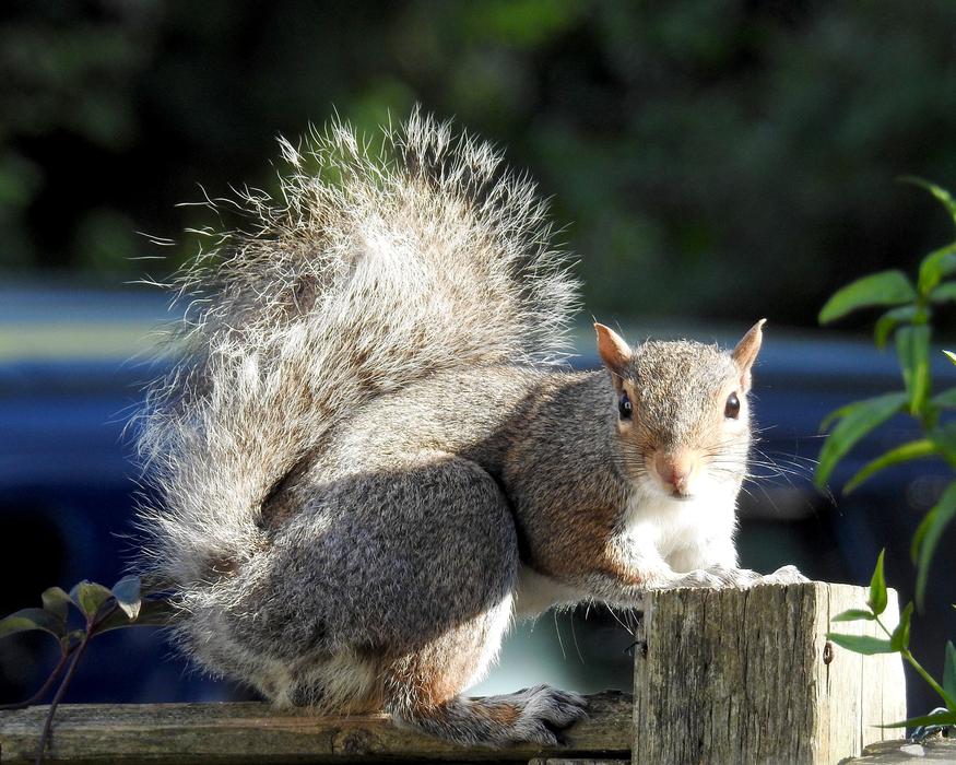 Wildlife Squirrel