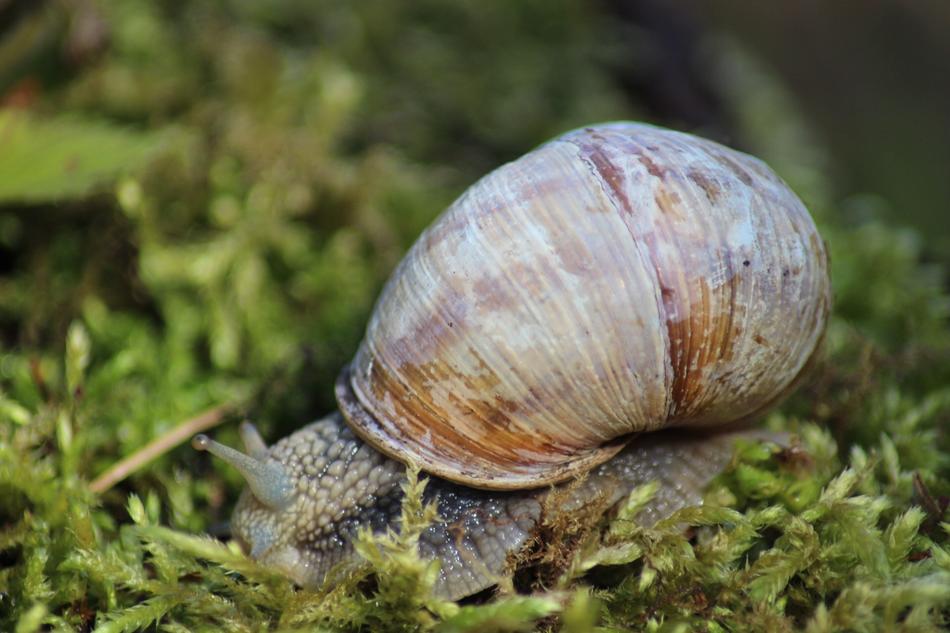 Snail