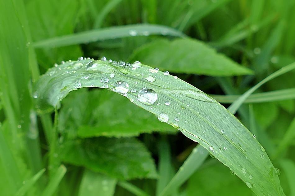 Meadow Grass Drop Of Water